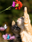 Котёнок ловит бабочек на цветах
