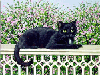 Черная кошка на фоне цветущего сада