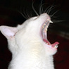 Страшный белый кот