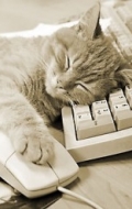  Киска спит на клавиатуре с лапкой на <b>мышке</b> 