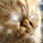  Персидский кот с искоркой в <b>глазах</b> 