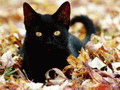 Чёрный кот лежит на осенних листьях