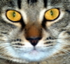 Выразительные нос и глаза кота
