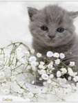 Серый котик с <b>цветочками</b> 