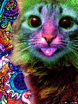 Кошка с высунутым языком изменяет окраску
