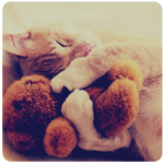 Котёнок уснул, обнимая тёплого игрушечного мишку