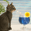  <b>Коктейль</b> выпивает... кота 