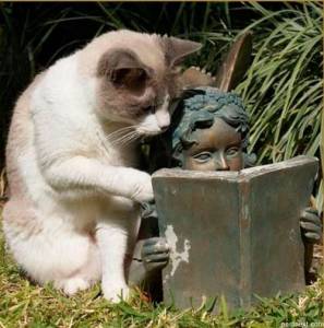 Котенок пытается читать книгу