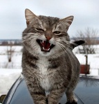  <b>Четкий</b> кот на лобовом стекле авто 