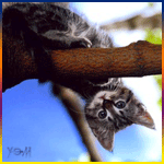  Котёнок, свесившись с ветки дерева, <b>удивлённо</b> смотрит на ... 