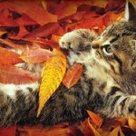 Котик в листьях
