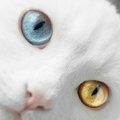  <b>Кот</b> с разнозцветными глазами 