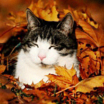 Кот лежит в жёлтых листьях