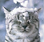 На кота упал первый снег
