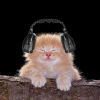 Рыжий котенок слушает музыку в наушниках