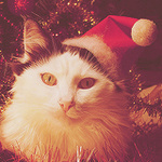  <b>Кошка</b> в новогодней шапке 