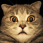 Удивленный кот с оранжевыми глазами на черном фоне