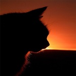 Силуэт кошки на фоне заката