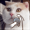 Прикольный кот с голубым клубком