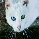  <b>Белый</b> котик с разными глазами 