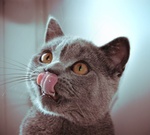 Британский кот достаёт языком до носа