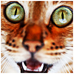 Абиссинская кошка с удивленной мордочкой