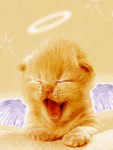 Котик-ангелок