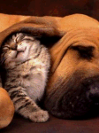 Дарите тепло (котенок под ухом пса)