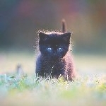 Черный котенок в траве