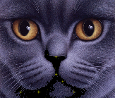 Русский голубой котик с серьезными глазами