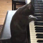Кот - пианист