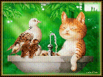 Кот и голубь на водопое