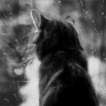Кот смотрит в окно за которым идёт холодный дождь