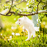 Маленький котенок висит на ветке дерева над травой, фотог...