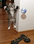 Котенок прыгает, играя в мячик на задних лапах