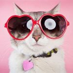 Кот в очках-сердечках