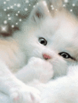 Белый котенок с лапкой во рту