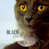 Черный кот ('black cat')