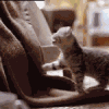 Котёнок упорно штурмует спинку кресла