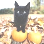 Черный котенок на тыкве