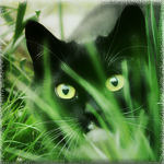 Котик прячется в траве