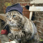 Кот в синей шапке 'щелкает пальцами'