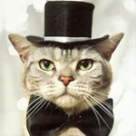 Гламурный кот, на голове черная шляпа, на шее бабочка