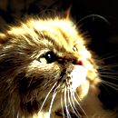 Кот смотрит в сторону солнечного света