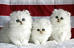 Три белых пушистых котенка