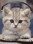 Музыкальный котенок