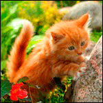 Рыжий котенок на природе