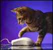Котёнок с компьютерной мышкой