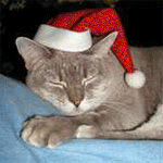 Новогодний кот в шапочке санта клауса