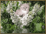 Котенок на цветущем дереве